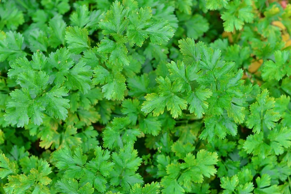 Groene peterselie — Stockfoto