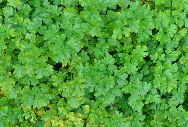 Grüne Petersilie — Stockfoto