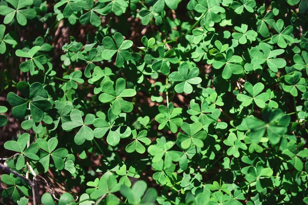 Hoja de trébol en el suelo — Foto de Stock