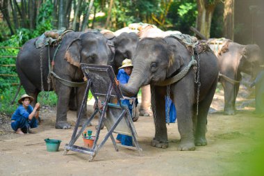 Chiang Mai, Tayland-Ekim 2014: Fil resmi, resim