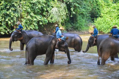 Chiang Mai, Tayland-Ekim 2014: Mahouts filler E at biniyor