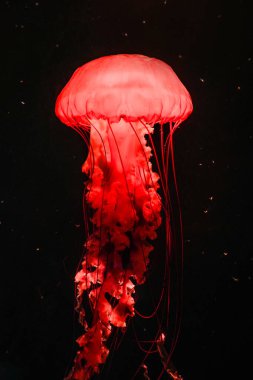 Pasifik deniz ısırganları, denizdeki su hayvanları.