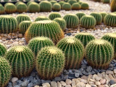 Bahçedeki Altın Fıçı Kaktüsü