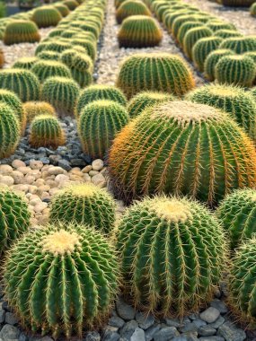 Bahçedeki Altın Fıçı Kaktüsü