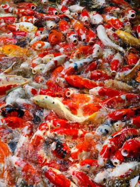 Gölette bir sürü renkli sazan balığı