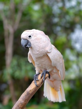 Beyaz Macaw bir dala tünemiş.