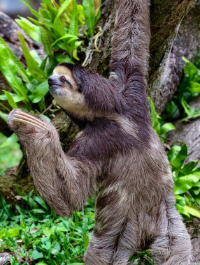 Tembel hayvan ağaca tırmanıyor.