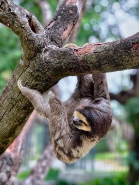 Tembel hayvan ağaca tırmanıyor.