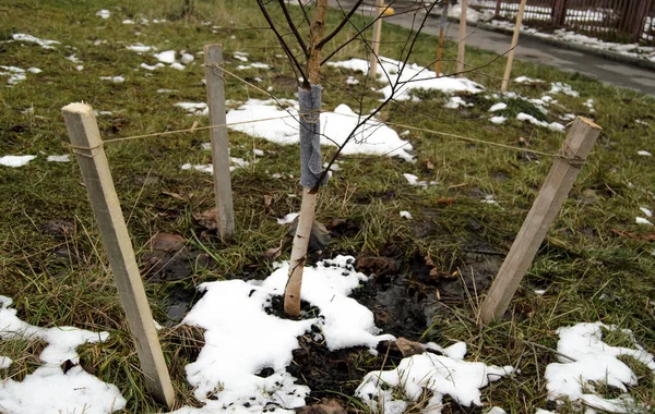 Genç bir ağacın gövdesini dikerken....
