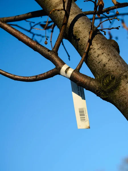 Ağaç fidanını, ağaçtaki etiketi....