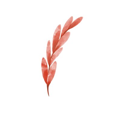 Dikenli yapraklı kırmızı suluboya sonbahar dalı.