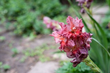 Gladiolus çiçekleri, çeşitli isimler mermer tanrıça. yakın plan