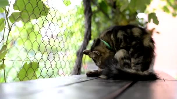 Grijze kat wordt gewassen op een houten bankje. groene bladeren rond — Stockvideo