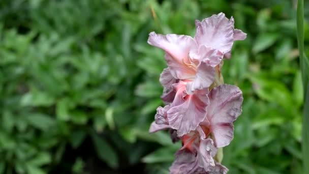 Gladiolus kwiaty, różne nazwy marmurowe bogini. zbliżenie — Wideo stockowe