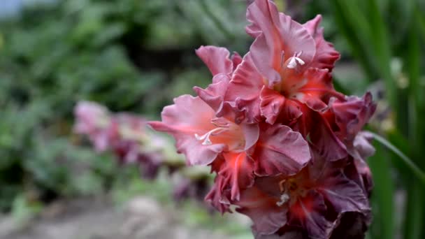 Цветы гладиолуса, разновидности названий мраморных богинь. макро — стоковое видео