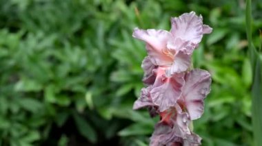 Gladiolus çiçekleri, çeşitli isimler mermer tanrıça. yakın plan
