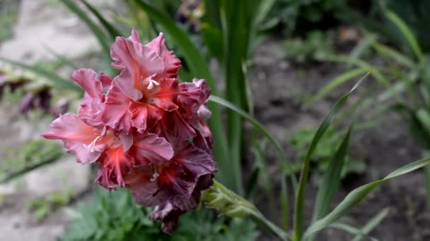 Gladiolus flowers, variety names marble goddess. close-up — Stock Video
