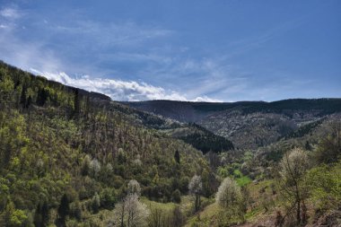 Vahşi Orman 'ın HDR fotoğrafları