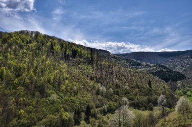 Vahşi Orman 'ın HDR fotoğrafları