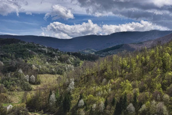 Hdr Fotózás Vadon Élő Erdőkben — Stock Fotó