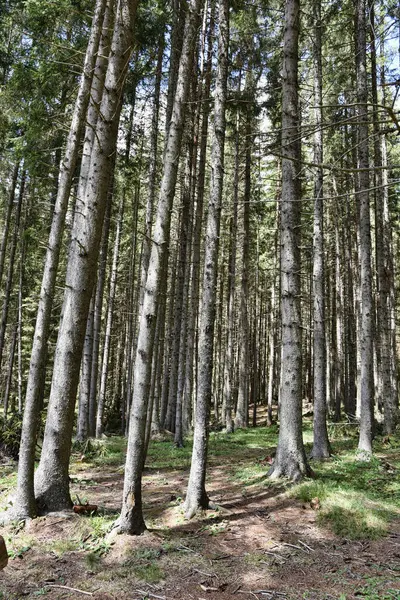 Hdr Photography Wild Forest — Stock Photo, Image