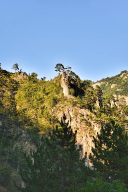 Vahşi Orman 'ın HDR fotoğrafları