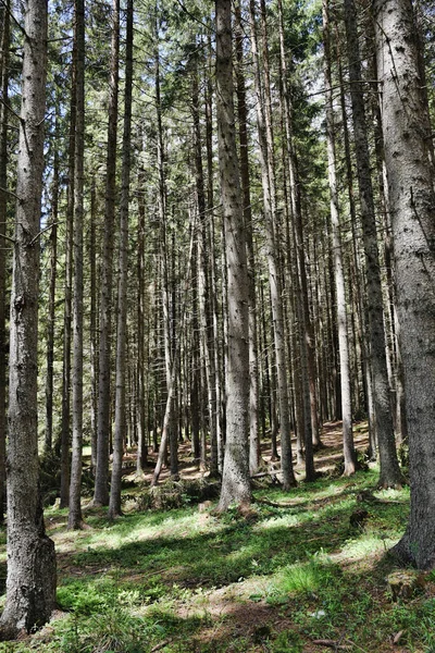 Hdr Fotózás Vadon Élő Erdőkben — Stock Fotó