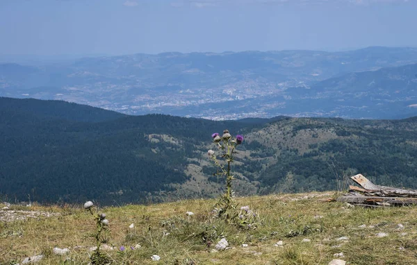 Photography Wild Flower Natural Environment — Stock Photo, Image