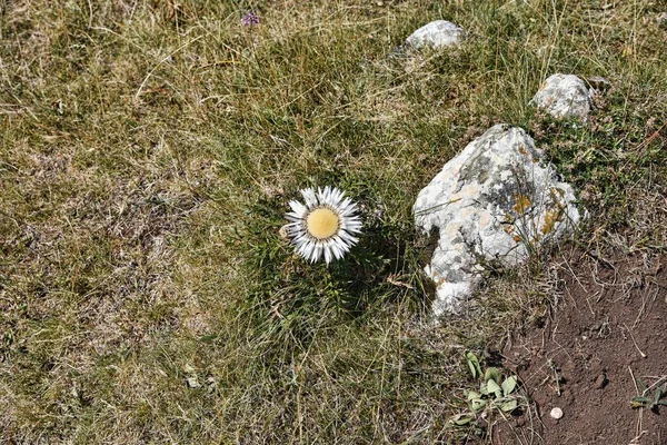 Fotografia Fiori Selvatici Ambiente Naturale — Foto Stock