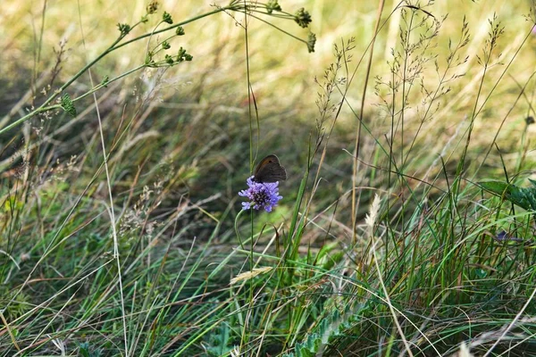 Fotografie Von Wildblumen Natürlicher Umgebung — Stockfoto