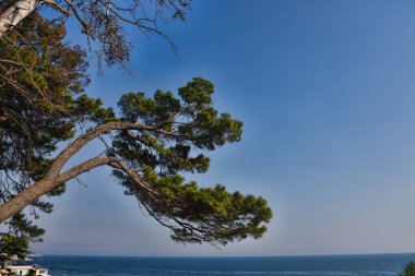 Yalnız ve şaşırtıcı ağacın fotoğrafı.