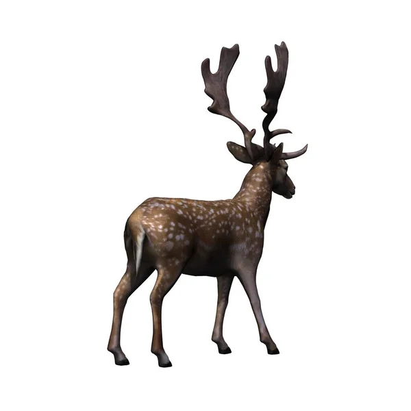 野生动物 从后面看休养鹿 白色背景隔离 3D插图 — 图库照片
