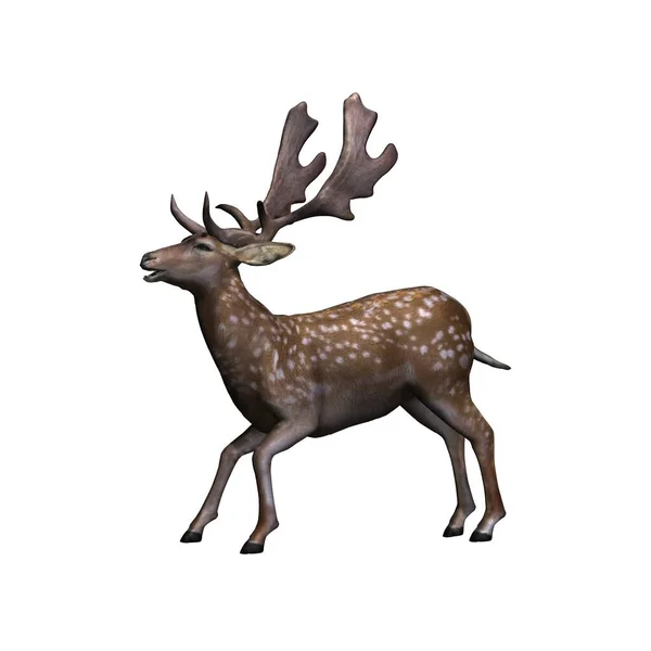 野生動物 失敗した鹿は攻撃的です 側面からの眺め 白い背景に隔離された 3Dイラスト — ストック写真