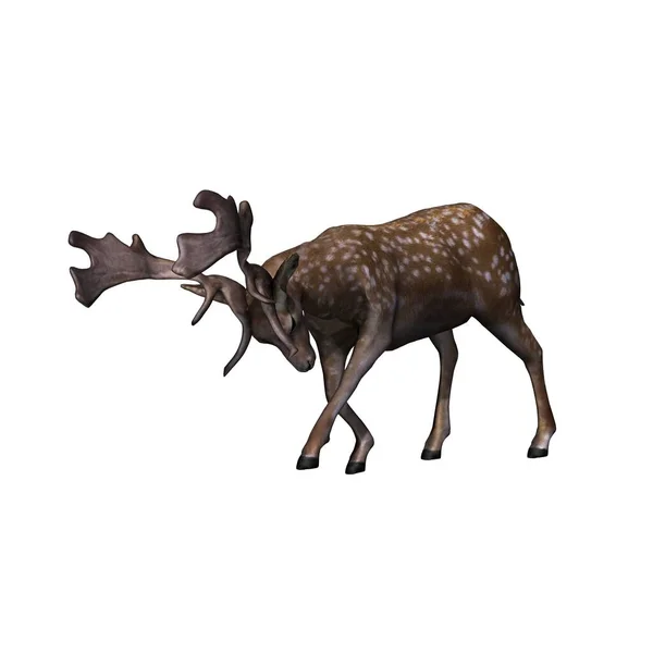 野生動物 失敗した鹿が攻撃している 側面からの眺め 白い背景に隔離された 3Dイラスト — ストック写真