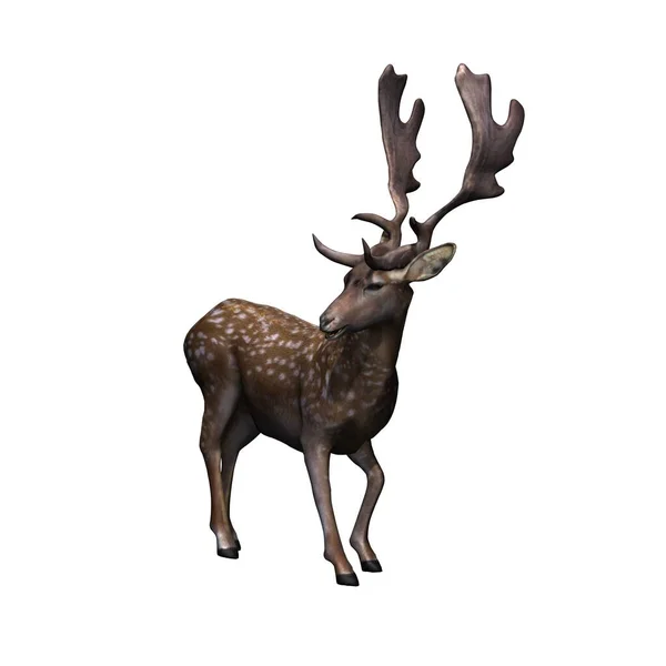 野生動物 鹿が立って周りを見回す 正面からの眺め 白い背景に隔離された 3Dイラスト — ストック写真