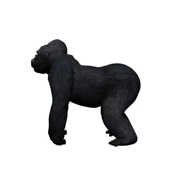 Animais Selvagens Gorila Isolado Sobre Fundo Branco Ilustração — Fotografia de Stock