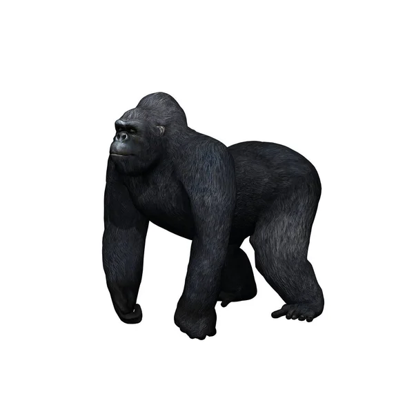 Animales Salvajes Gorila Aislado Sobre Fondo Blanco Ilustración — Foto de Stock