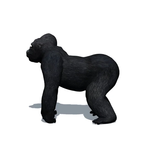 Animali Selvatici Gorilla Isolato Sfondo Bianco Illustrazione — Foto Stock