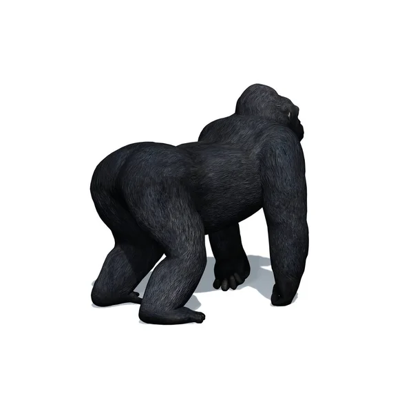 Vilda Djur Gorilla Med Skugga Golvet Isolerad Vit Bakgrund Illustration — Stockfoto