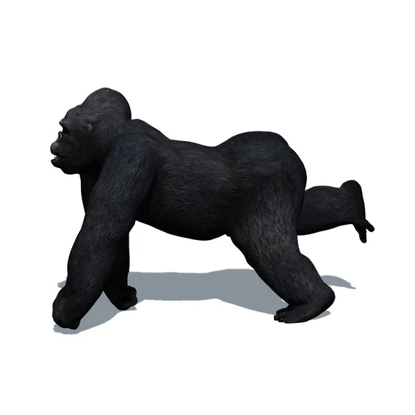 Vilda Djur Gorilla Med Skugga Golvet Isolerad Vit Bakgrund Illustration — Stockfoto