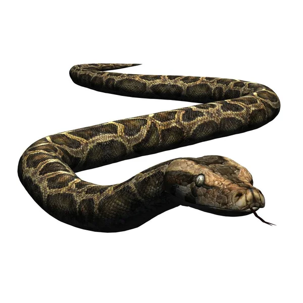 Wilde Tiere Python Isoliert Auf Weißem Hintergrund Illustration — Stockfoto