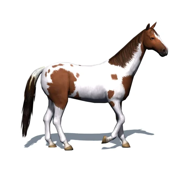 Animais Fazenda Cavalo Com Sombra Chão Isolado Fundo Branco Ilustração — Fotografia de Stock