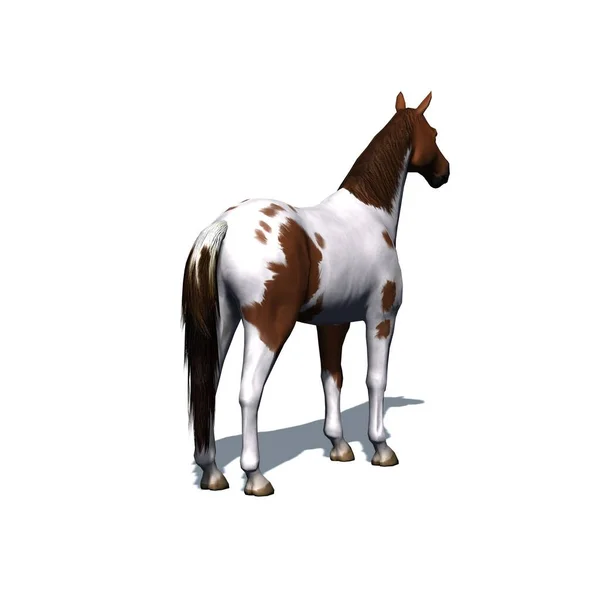 Animais Fazenda Cavalo Com Sombra Chão Isolado Fundo Branco Ilustração — Fotografia de Stock