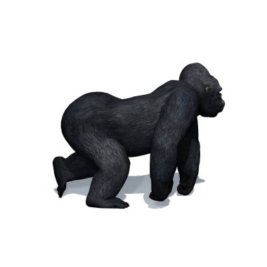 Vahşi hayvanlar - goril, beyaz arka planda izole edilmiş bir şekilde yerde gölgeyle birlikte görünürde yürüyor - 3 boyutlu illüstrasyon