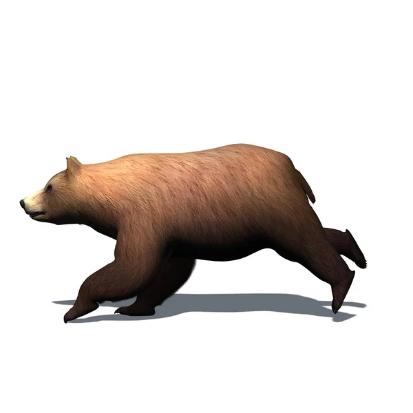 Vadon Élő Állatok Medve Fut Oldalról Árnyékkal Padlón Elszigetelt Fehér — Stock Fotó