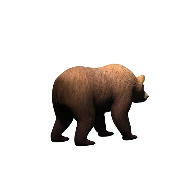 Дикие Животные Медведь Идет Поле Зрения Сзади Изолированы Белом Фоне — стоковое фото