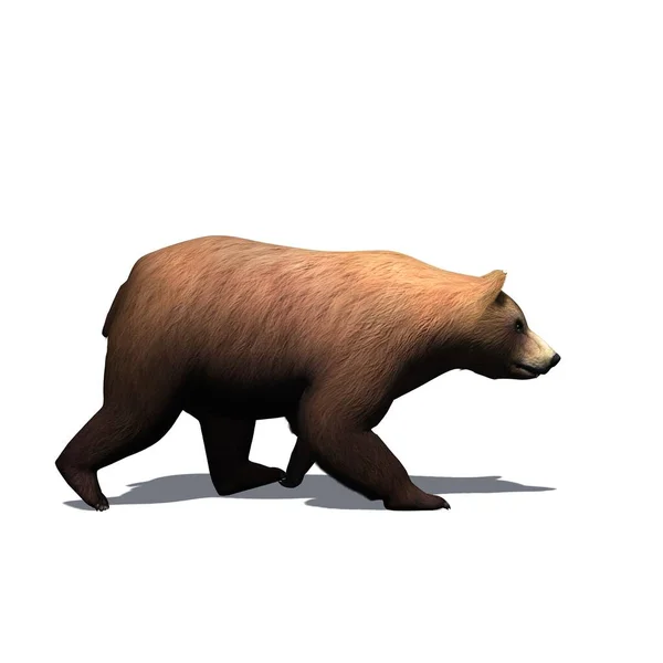 Divoká Zvířata Medvěd Kráčí Boku Stínem Podlaze Izolované Bílém Pozadí — Stock fotografie