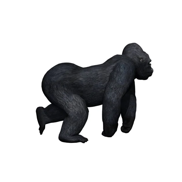 野生动物 大猩猩在白色背景下从侧面独立行走 3D图解 — 图库照片