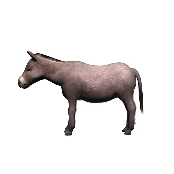 Animais Fazenda Burro Isolado Sobre Fundo Branco Ilustração — Fotografia de Stock