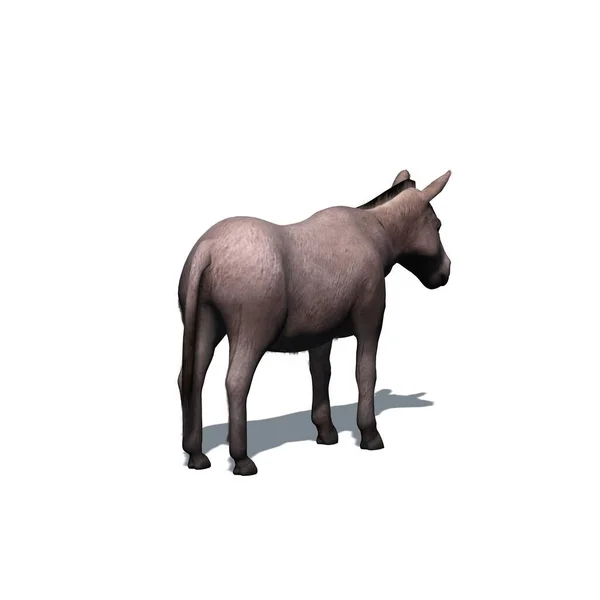 农场动物 地板上有阴影的驴 白色背景隔离 3D插图 — 图库照片